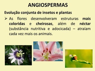 ANGIOSPERMAS
Evolução conjunta de insetos e plantas
 As flores desenvolveram estruturas mais
coloridas e cheirosas, além de néctar
(substância nutritiva e adocicada) – atraíam
cada vez mais os animais.
 