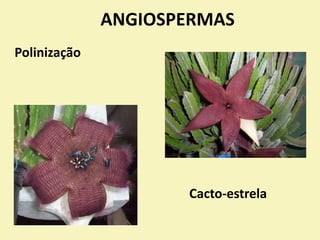 ANGIOSPERMAS
Polinização
Cacto-estrela
 
