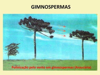 GIMNOSPERMAS
Polinização pelo vento em gimnospermas (Araucária)
 
