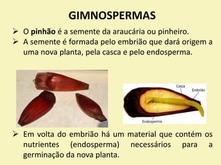 GIMNOSPERMAS
 O pinhão é a semente da araucária ou pinheiro.
 A semente é formada pelo embrião que dará origem a
uma nova planta, pela casca e pelo endosperma.
 Em volta do embrião há um material que contém os
nutrientes (endosperma) necessários para a
germinação da nova planta.
 