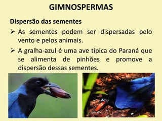 GIMNOSPERMAS
Dispersão das sementes
 As sementes podem ser dispersadas pelo
vento e pelos animais.
 A gralha-azul é uma ave típica do Paraná que
se alimenta de pinhões e promove a
dispersão dessas sementes.
 