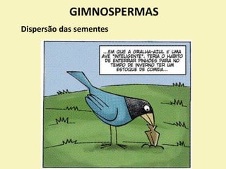 GIMNOSPERMAS
Dispersão das sementes
 