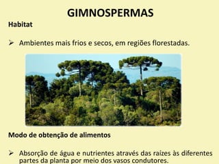 GIMNOSPERMAS
Habitat
 Ambientes mais frios e secos, em regiões florestadas.
Modo de obtenção de alimentos
 Absorção de água e nutrientes através das raízes às diferentes
partes da planta por meio dos vasos condutores.
 