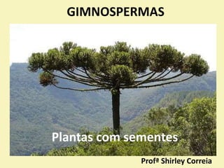 Profª Shirley Correia
GIMNOSPERMAS
Plantas com sementes
 