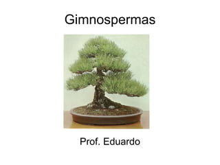 Gimnospermas Prof. Eduardo 