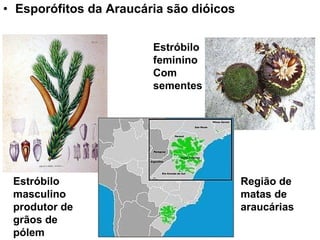 Esporófitos da Araucária são dióicos Estróbilo masculino produtor de grãos de pólem Estróbilo feminino Com sementes Região de matas de araucárias 