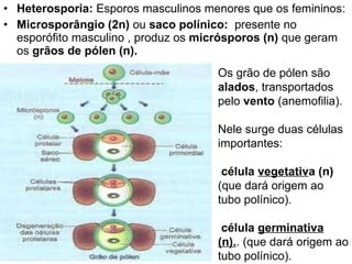 Heterosporia:  Esporos masculinos menores que os femininos: Microsporângio (2n)  ou  saco polínico:  presente no esporófito masculino , produz os  micrósporos (n)  que geram os  grãos de pólen (n).  Os grão de pólen são  alados , transportados pelo  vento  (anemofilia). Nele surge duas células importantes:  célula  vegetativ a (n)  (que dará origem ao tubo polínico).   célula  germinativa (n). . (que dará origem ao tubo polínico).  