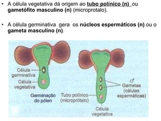 A célula vegetativa dá origem ao  tubo polínico (n)  ou  gametófito masculino (n)  (microprotalo). A célula germinativa  gera  os  núcleos espermáticos (n)  ou o  gameta masculino (n) . 