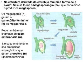 Na estrutura derivada do estróbilo feminino forma-se o óvulo:  Nele se forma o  Megasporângio (2n) , que por meiose o produz os  megásporos. Os megásporos (n) geram o gametófito feminino (n)  ou  megaprotalo .  Pode   também ser chamado de  saco embrionário (n). No saco embrionário são produzidos arquegônios  que geram a  oosfera (n)  (gameta feminino).  