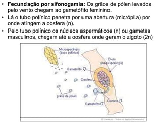 Fecundação por sifonogamia:  Os grãos de pólen levados pelo vento chegam ao gametófito feminino.  Lá o tubo polínico penetra por uma abertura (micrópila) por onde atingem a oosfera (n). Pelo tubo polínico os núcleos espermáticos (n) ou gametas masculinos, chegam até a oosfera onde geram o zigoto (2n)  