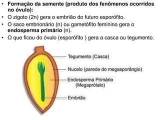 Formação da semente (produto dos fenômenos ocorridos no óvulo):  O zigoto (2n) gera o embrião do futuro esporófito.  O saco embrionário (n) ou gametófito feminino gera o  endosperma primário  (n).  O que ficou do óvulo (esporófito ) gera a casca ou tegumento. 