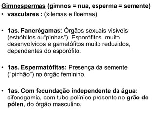 Gimnospermas  (gimnos = nua, esperma = semente) vasculares :  (xilemas e floemas) 1as. Fanerógamas:  Órgãos sexuais visíveis (estróbilos ou“pinhas”). Esporófitos  muito desenvolvidos e gametófitos muito reduzidos, dependentes do esporófito. 1as. Espermatófitas:  Presença da semente (“pinhão”) no órgão feminino. 1as. Com fecundação independente da água:  sifonogamia, com tubo polínico presente no  grão de pólen , do órgão masculino. 