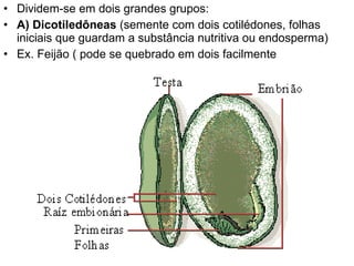 Dividem-se em dois grandes grupos: A) Dicotiledôneas  (semente com dois cotilédones, folhas iniciais que guardam a substância nutritiva ou endosperma) Ex. Feijão ( pode se quebrado em dois facilmente 