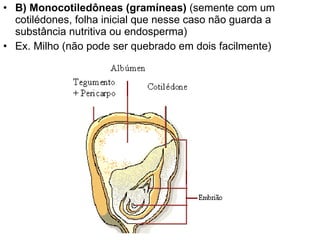 B) Monocotiledôneas (gramíneas)  (semente com um cotilédones, folha inicial que nesse caso não guarda a substância nutritiva ou endosperma) Ex. Milho (não pode ser quebrado em dois facilmente) 