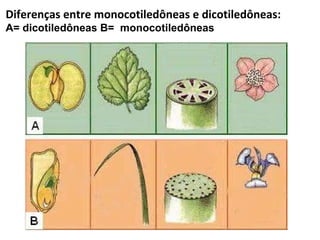 Diferenças entre monocotiledôneas e dicotiledôneas:  A= dicotiledôneas B=  monocotiledôneas 
