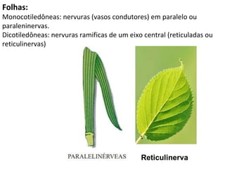 Folhas: Monocotiledôneas: nervuras (vasos condutores) em paralelo ou paraleninervas. Dicotiledôneas: nervuras ramificas de um eixo central (reticuladas ou reticulinervas) Reticulinerva 