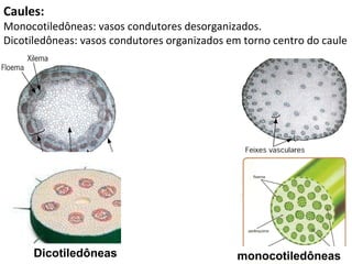 Caules: Monocotiledôneas: vasos condutores desorganizados. Dicotiledôneas: vasos condutores organizados em torno centro do caule Dicotiledôneas monocotiledôneas 