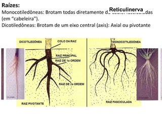 Raízes: Monocotiledôneas: Brotam todas diretamente do caule: fasciculadas (em “cabeleira”). Dicotiledôneas: Brotam de um eixo central (axis): Axial ou pivotante Reticulinerva 