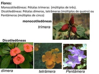 Flores: Monocotiledôneas: Pétalas trímeras  (múltiplos de três). Dicotiledôneas: Pétalas dímeras, tetrâmeras (múltiplos de quatro) ou Pentâmeras (múltiplos de cinco) monocotiledôneas Dicotiledôneas trímera dímera tetrâmera Pentâmera 