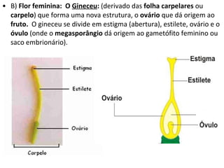 B)  Flor feminina:  O  Gineceu :  (derivado das  folha carpelares  ou  carpelo )   que forma uma nova estrutura, o  ovário  que dá origem ao  fruto.  O gineceu se divide em estigma (abertura), estilete, ovário e o  óvulo  (onde o  megasporângio  dá origem ao gametófito feminino ou saco embrionário). 