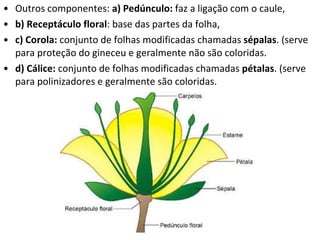 Outros componentes:  a) Pedúnculo:  faz a ligação com o caule,  b) Receptáculo floral : base das partes da folha,  c) Corola:  conjunto de folhas modificadas chamadas  sépalas . (serve para proteção do gineceu e geralmente não são coloridas. d) Cálice:  conjunto de folhas modificadas chamadas  pétalas . (serve para polinizadores e geralmente são coloridas. 