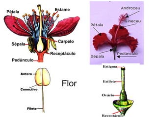 Flor 