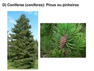 D) Coniferae (coníferas): Pinus ou pinheiros 