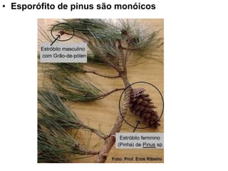 • Esporófito de pinus são monóicos
 