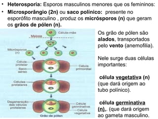 • Heterosporia: Esporos masculinos menores que os femininos:
• Microsporângio (2n) ou saco polínico: presente no
  esporófito masculino , produz os micrósporos (n) que geram
  os grãos de pólen (n).
                                     Os grão de pólen são
                                     alados, transportados
                                     pelo vento (anemofilia).

                                     Nele surge duas células
                                     importantes:

                                      célula vegetativa (n)
                                     (que dará origem ao
                                     tubo polínico).

                                      célula germinativa
                                     (n).. (que dará origem
                                     ao gameta masculino.
 