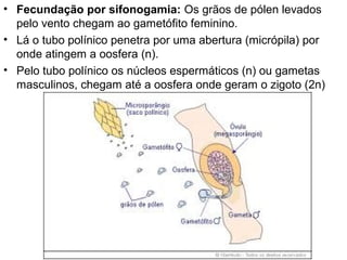 • Fecundação por sifonogamia: Os grãos de pólen levados
  pelo vento chegam ao gametófito feminino.
• Lá o tubo polínico penetra por uma abertura (micrópila) por
  onde atingem a oosfera (n).
• Pelo tubo polínico os núcleos espermáticos (n) ou gametas
  masculinos, chegam até a oosfera onde geram o zigoto (2n)
 