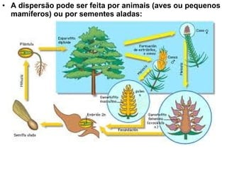 • A dispersão pode ser feita por animais (aves ou pequenos
  mamíferos) ou por sementes aladas:
 