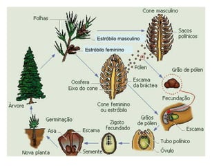 Estróbilo masculino

Estróbilo feminino
 