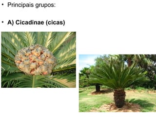 • Principais grupos:

• A) Cicadinae (cicas)
 