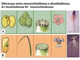 Diferenças entre monocotiledôneas e dicotiledôneas:
A= dicotiledôneas B= monocotiledôneas
 