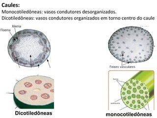Caules:
Monocotiledôneas: vasos condutores desorganizados.
Dicotiledôneas: vasos condutores organizados em torno centro do caule




      Dicotiledôneas                          monocotiledôneas
 