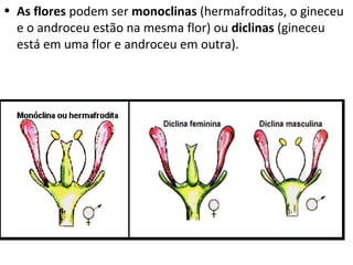 • As flores podem ser monoclinas (hermafroditas, o gineceu
  e o androceu estão na mesma flor) ou diclinas (gineceu
  está em uma flor e androceu em outra).
 