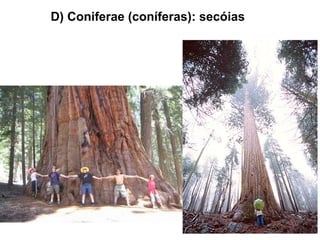 D) Coniferae (coníferas): secóias
 