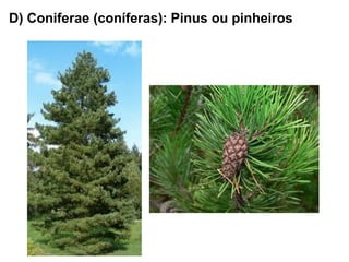 D) Coniferae (coníferas): Pinus ou pinheiros
 