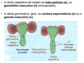 • A célula vegetativa dá origem ao tubo polínico (n) ou
  gametófito masculino (n) (microprotalo).

• A célula germinativa gera os núcleos espermáticos (n) ou o
  gameta masculino (n).
 