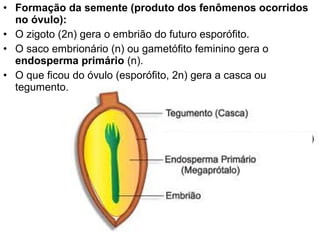 • Formação da semente (produto dos fenômenos ocorridos
  no óvulo):
• O zigoto (2n) gera o embrião do futuro esporófito.
• O saco embrionário (n) ou gametófito feminino gera o
  endosperma primário (n).
• O que ficou do óvulo (esporófito, 2n) gera a casca ou
  tegumento.
 