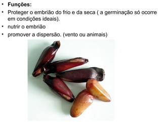 • Funções:
• Proteger o embrião do frio e da seca ( a germinação só ocorre
  em condições ideais).
• nutrir o embrião
• promover a dispersão. (vento ou animais)
 