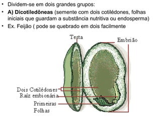 • Dividem-se em dois grandes grupos:
• A) Dicotiledôneas (semente com dois cotilédones, folhas
  iniciais que guardam a substância nutritiva ou endosperma)
• Ex. Feijão ( pode se quebrado em dois facilmente
 