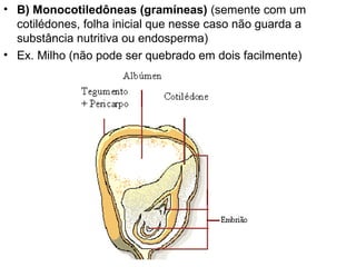 • B) Monocotiledôneas (gramíneas) (semente com um
  cotilédones, folha inicial que nesse caso não guarda a
  substância nutritiva ou endosperma)
• Ex. Milho (não pode ser quebrado em dois facilmente)
 
