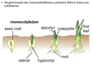 • Na germinação das monocotiledôneas a primeira folha é única (um
  cotilédone)
 