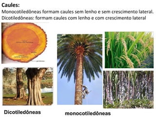 Caules:
Monocotiledôneas formam caules sem lenho e sem crescimento lateral.
Dicotiledôneas: formam caules com lenho e com crescimento lateral




 Dicotiledôneas            monocotiledôneas
 