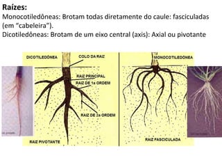Raízes:
Monocotiledôneas: Brotam todas diretamente do caule: fasciculadas
(em “cabeleira”).
Dicotiledôneas: Brotam de um eixo central (axis): Axial ou pivotante
 