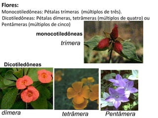 Flores:
Monocotiledôneas: Pétalas trímeras (múltiplos de três).
Dicotiledôneas: Pétalas dímeras, tetrâmeras (múltiplos de quatro) ou
Pentâmeras (múltiplos de cinco)
               monocotiledôneas
                           trímera


 Dicotiledôneas




dímera                     tetrâmera           Pentâmera
 