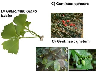 C) Gentinae: ephedra

B) Ginkoinae: Ginko
biloba




                      C) Gentinae : gnetum
 