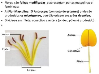 • Flores são folhas modificadas e apresentam partes masculinas e
  femininas:
• A) Flor Masculina: O Androceu: (conjunto de estames) onde são
  produzidos os micrósporos, que dão origem aos grãos de pólen.
• Divide-se em filete, conectivo e antera (onde o pólen é produzido)
•
 