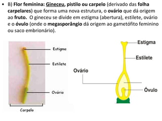• B) Flor feminina: Gineceu, pistilo ou carpelo (derivado das folha
  carpelares) que forma uma nova estrutura, o ovário que dá origem
  ao fruto. O gineceu se divide em estigma (abertura), estilete, ovário
  e o óvulo (onde o megasporângio dá origem ao gametófito feminino
  ou saco embrionário).
 